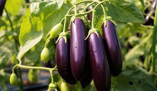 Ăn cà tím cần lưu ý gì?