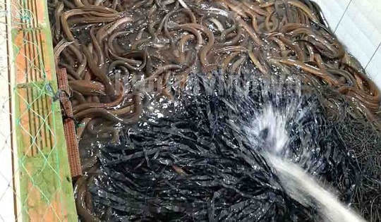 Thay đổi cách nuôi con chỉ sống trong bùn bằng dây nilon, anh nông dân thu lãi hàng trăm triệu