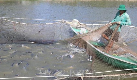 Xuất khẩu cá tra năm 2024 có thể đạt 2 tỷ USD