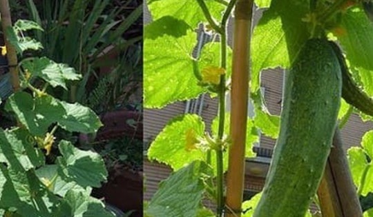 Cách trồng dưa chuột ở ban công chưa đầy 2 tháng đã thu hoạch