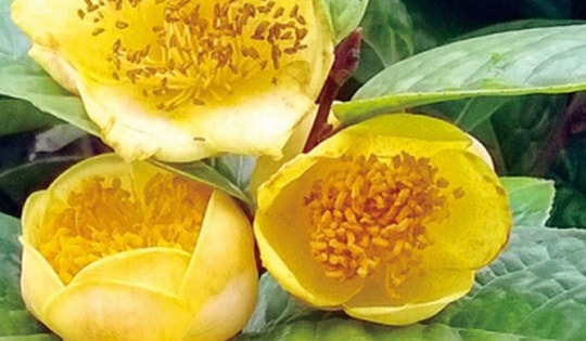 Cách trồng cây trà hoa vàng