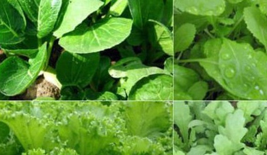 Những loại rau dễ trồng tại nhà trong mùa đông