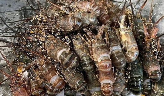 Sự thật về loại tôm hùm giá chỉ 39.000 đồng/con bán tràn ngập chợ