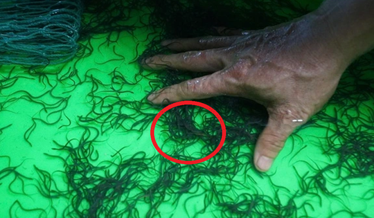 Mạnh dạn đầu tư nuôi con 'hiền như đất', anh nông dân nhẹ nhàng kiếm 2 tỷ đồng/năm