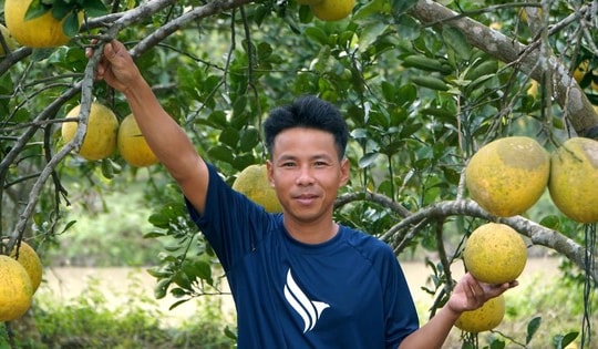 Nuôi trăm tổ kiến làm 'vệ binh', anh nông dân có vườn bưởi sạch với chi phí thấp