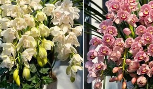 Cách trồng địa lan ra nhiều hoa, bông to rực rỡ