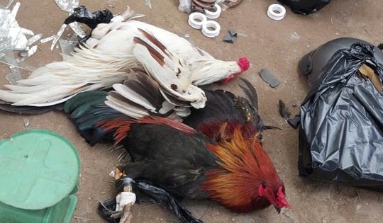 Triệt phá tụ điểm đá gà ăn tiền, bắt giữ 11 đối tượng