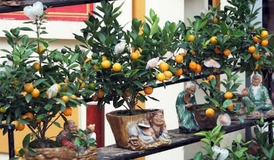 Cách trang trí cây cảnh đón Tết đúng phong thủy cho cả năm phát lộc