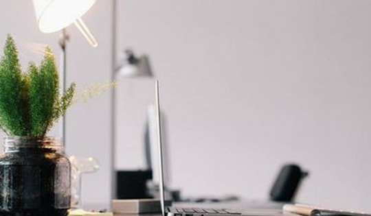 Cây phong thủy theo nghề nghiệp cho tiền vào như nước