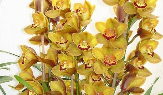 Mẹo trồng hoa địa lan đẹp mắt, độc đáo cho người mới bắt đầu