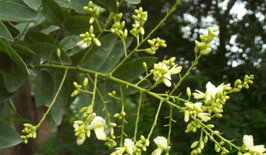 Cách trồng cây hoa hòe xua đuổi tà ma, đem lại vận khí tốt cho phong thủy của căn nhà