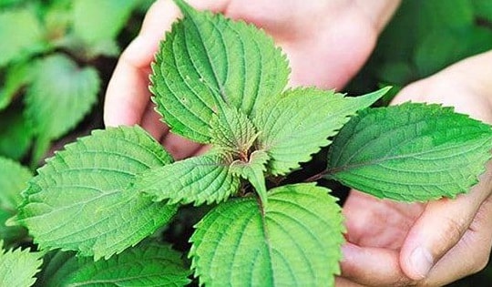 Đây mới là vị trí thích hợp để trồng cây tía tô phát triển quanh năm