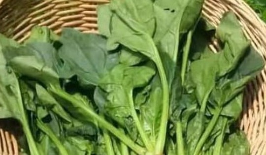 Cách trồng cải bó xôi tại nhà, 30 ngày sau có rau ăn thỏa thích