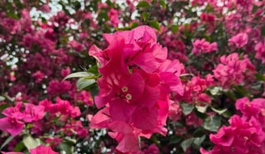 Cách tưới nước cho hoa giấy vào mùa đông