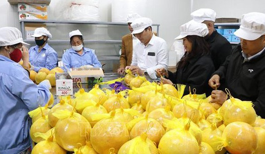 Xuất khẩu bưởi Hòa Bình sang thị trường EU