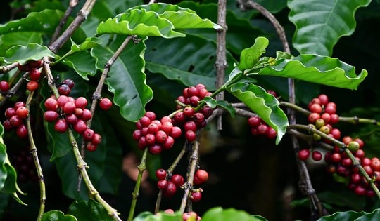 Nông dân Việt Nam ‘ém hàng’, giá một loại hạt trên toàn cầu lập đỉnh