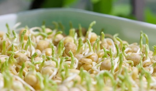 Các thực phẩm nảy mầm đừng vội vứt đi, đem làm món ăn lại cực tốt cho tiêu hóa và giúp hạ đường huyết