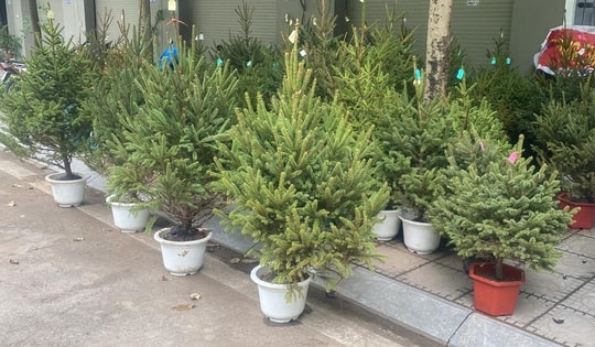 Thông tươi nhập khẩu 'loạn giá' trước mùa Noel