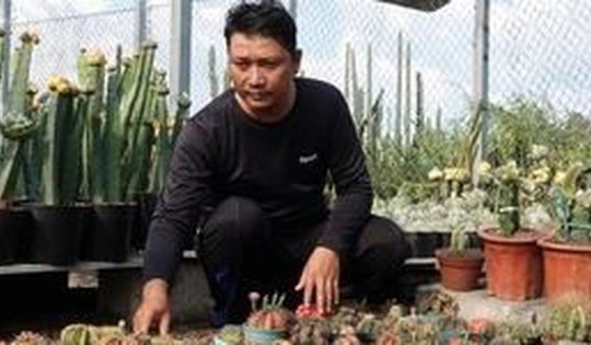 Mạnh dạn đầu tư trồng cây 'không lá' gai góc, anh nông dân thu lãi 500 triệu/năm rất nhẹ nhàng