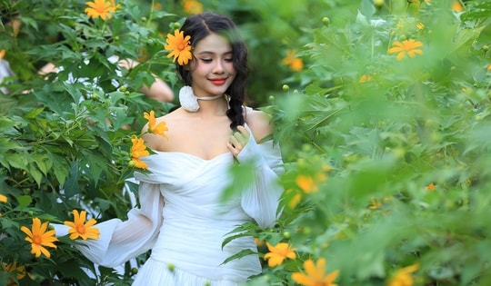 Giới trẻ ngỡ ngàng với vườn hoa dã quỳ đẹp mê lòng người xuất hiện ngay trong lòng Hà Nội