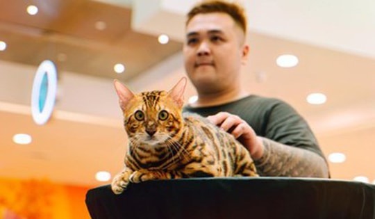 Đam mê nuôi thú cưng, chàng trai nhân giống mèo 'lạ' nhẹ nhàng kiếm cả trăm triệu đồng/tháng