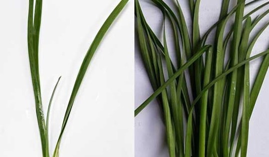 2 trẻ ngộ độc phải nhập viện gấp do người nhà nấu nhầm loại lá này để chữa ho