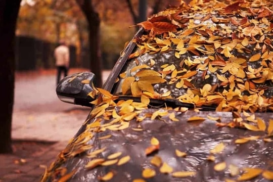 Lá cây rụng bám lâu ngày trên ô tô gây hại gì?