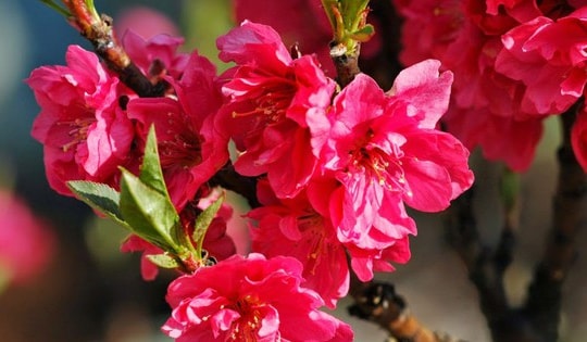 Bộ LĐ-TB&XH chính thức ban hành lịch nghỉ Tết Nguyên đán 2025