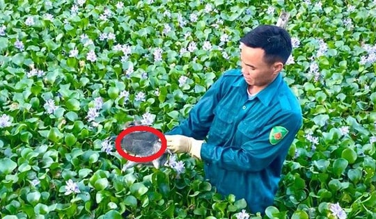 Mạnh dạn nuôi con ăn tạp 'dân nhậu thích mê', anh nông dân kiếm 500 triệu đồng rất nhẹ nhàng