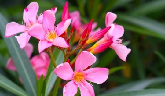 4 loại cây cảnh cực độc, chớ dại trồng trong nhà kẻo gây hại cho sức khỏe