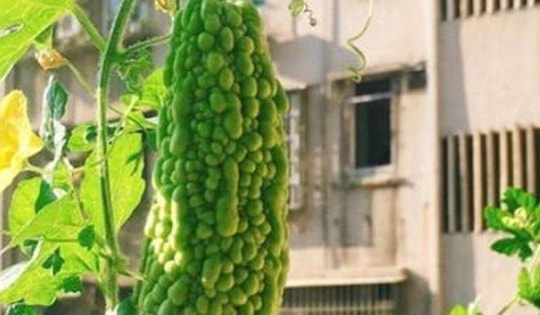 Cách trồng mướp đắng trong thùng xốp ở ban công