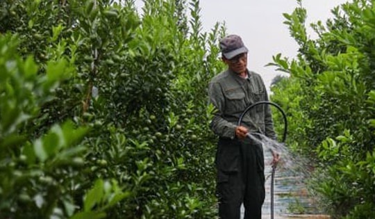 Bị bão lũ lịch sử tàn phá, đào, quất cảnh Hà Nội có kịp đón Tết Nguyên đán?