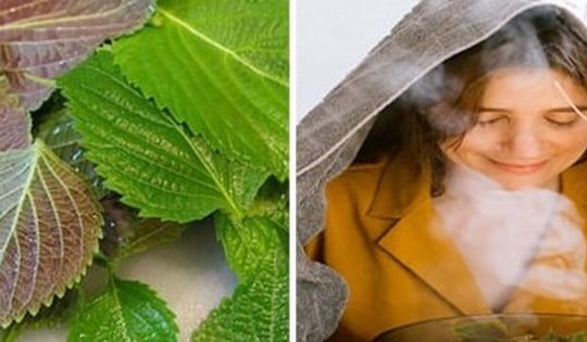 Rửa mặt bằng lá tía tô hàng ngày có tốt?