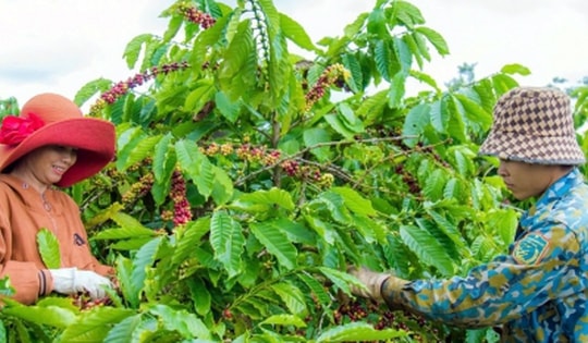 Giá cà phê hôm nay 8/12: Giá cà phê tăng mạnh, thu mua cao nhất 124.000 đồng/kg