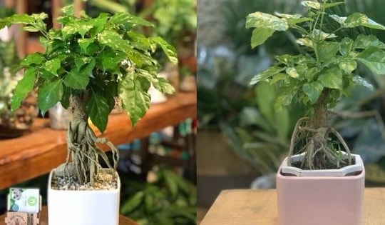 Ý nghĩa phong thủy tuyệt vời, tác dụng, cách chăm sóc cây hạnh phúc làm sạch không khí