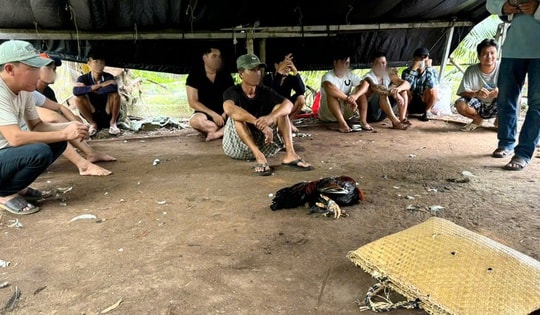 Triệt phá tụ điểm đá gà ăn tiền, tạm giữ 13 đối tượng