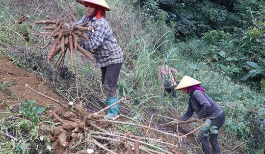 Sắn rớt giá mạnh, nông dân Lai Châu thất thu