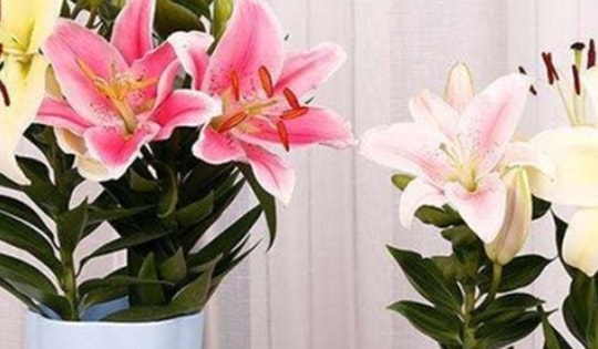 Cách trồng hoa ly kịp nở đón Tết