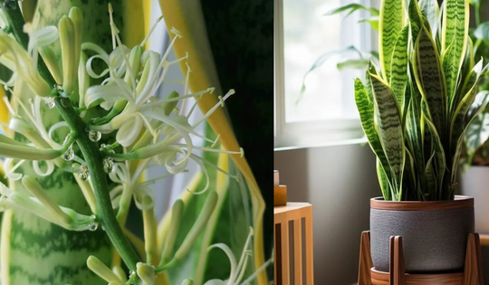 '1 niềm vui - 5 sợ hãi' của cây lưỡi hổ