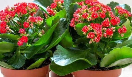 Cách trồng cây sống đời ra hoa đẹp đúng dịp Tết