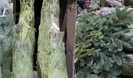 Thông tươi nhập khẩu ồ ạt tràn về Việt Nam, giá lên đến cả trăm triệu đồng