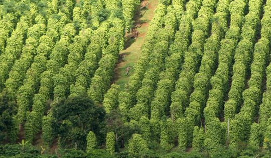 Một loại nông sản thế giới đang lên cơn khát nhưng Việt Nam sở hữu hơn 100.000 ha: Mỹ, Đức liên tục chốt đơn, nước ta là ông trùm xuất khẩu toàn cầu