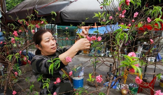 Đào, quất xuống phố mang không khí Tết đến sớm với người dân Thủ đô