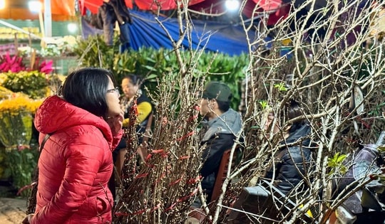 Thị trường Tết 2025: Hoa rừng đua nhau xuống phố phục vụ người dân chơi Tết sớm