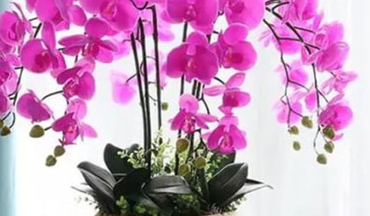 6 sai lầm khi trồng lan hồ điệp khiến hoa nhanh hỏng, nụ rụng