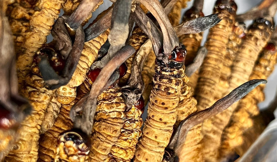 ‘Sâu cỏ’ khô đổ bộ thị trường Việt, giá 2,5 tỷ đồng/kg vẫn cháy hàng