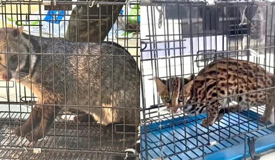 Sơn La: Bắt giữ đối tượng buôn bán động vật quý hiếm