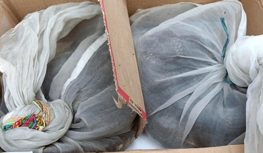 Tạm giữ nam thanh niên mang 2 cá thể nghi thuộc loài quý hiếm, nguy cấp đi tiêu thụ