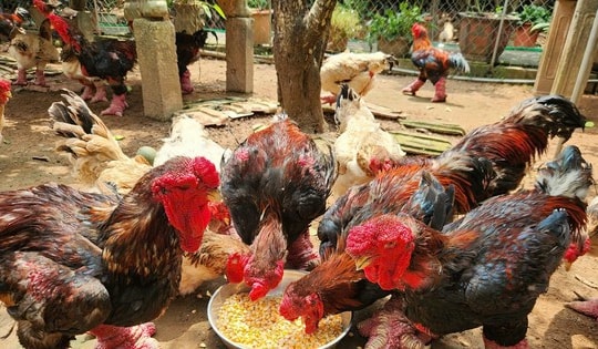 Tranh nhau mua chân gà Đông Tảo 'siêu khủng' để biếu Tết