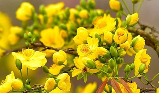 Thời điểm lý tưởng để lặt lá mai cho hoa mai nở đúng dịp Tết thu hút tài lộc